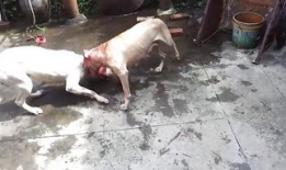 斗狗视频大全,揭秘残酷的狗斗世界