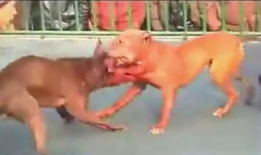 斗狗视频大全,揭秘残酷的狗斗世界